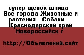 супер щенок шпица - Все города Животные и растения » Собаки   . Краснодарский край,Новороссийск г.